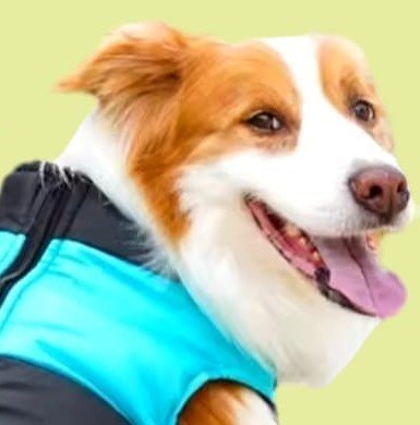 Abrigo Impermeable Perro Negro/Azul Talla M